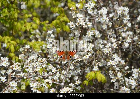 Peacock Butterfly on blossom, Butterfly on flower, Butterfly on Flowers, DSLR Stock Photo