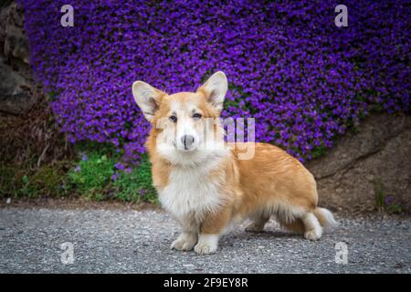 Welsh Corgi Pembroke female dog standing in front of purple flowers Stock Photo