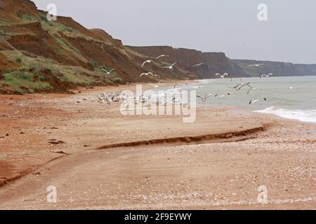 A flock of seagulls on a wild beach against the background of rocks. High quality photo Stock Photo