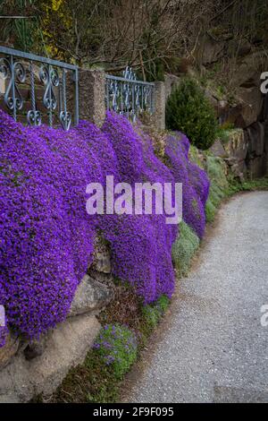 Rock garden and violet flowers in the town of Weitra, Waldviertel, Austria - April 2021 Stock Photo