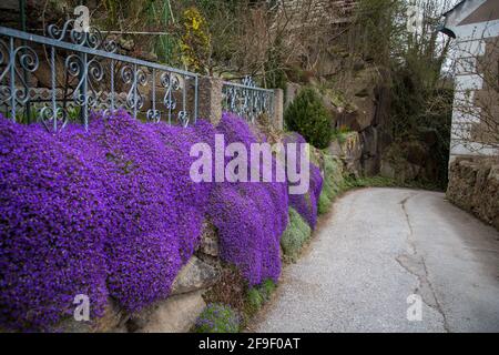 Rock garden and violet flowers in the town of Weitra, Waldviertel, Austria - April 2021 Stock Photo