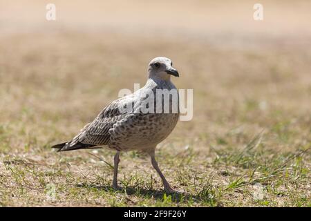 A specimen of young sea gull, of the species Larus michahellis, browsing and looking for food, next to the beach of San Pedro de la Ribera, in Asturia Stock Photo