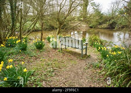 A garden bench type seat overlooking a pond with daffodils in flower Stock Photo