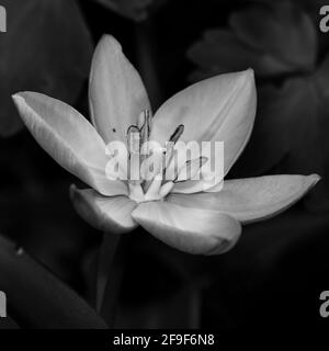 Tulipa saxatilis (Bakeri Group) 'Lilac Wonder' Stock Photo