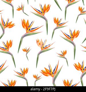 Strelitzia reginae flowers seamless pattern. Exotic background with Strelitzia (bird of Paradise) flowers on white. Perfect as wrapping paper, wallpap Stock Vector