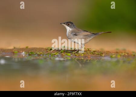 Female Sardinian Warbler, AKA Black Headed Warbler (Curruca melanocephala syn Sylvia melanocephala), is a common and widespread typical warbler from t Stock Photo