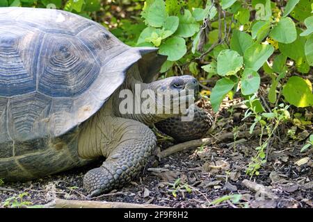 Galapagos giant land tortoise at Urbina Bay, Isabela Island, Galapagos, Ecuador Stock Photo