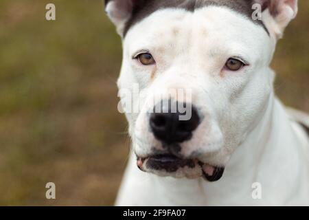 Dogo Argentino Dog Stock Photo