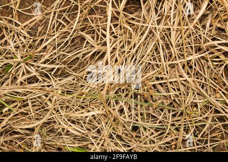 close up of a pile of dried grass Stock Photo