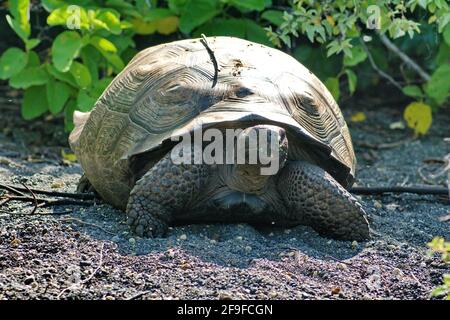 Galapagos giant land tortoise at Urbina Bay, Isabela Island, Galapagos, Ecuador Stock Photo