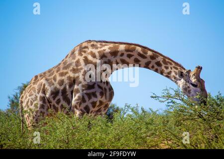Cape, aka South African, giraffe having a snack in the Kruger National Park. South Africa's Kruger National Park is one of the largest in Africa. Stock Photo