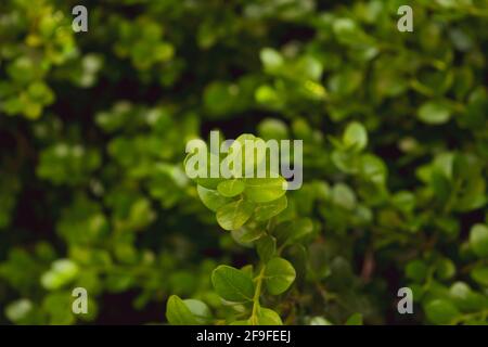 A close-up of a thriving buxus rotundifolia plant during the growing season Stock Photo