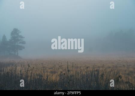 a day with fog in the forrest Stock Photo