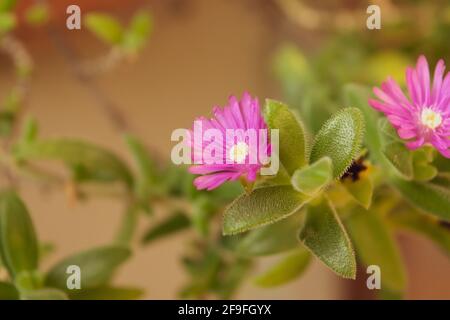 A close up of delosperma cooperi plant with its characteristic colored flowers Stock Photo