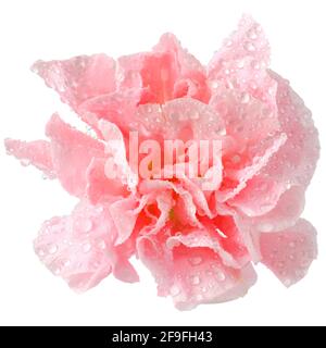 pink carnation flower in water drops close-up isolated on a white background. Stock Photo