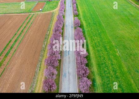 Berkenye, Hungary - Aerial view about beautiful blooming plum trees by the road. Spring sunrise  landscape, cherry blossom.