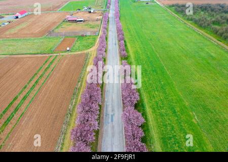 Berkenye, Hungary - Aerial view about beautiful blooming plum trees by the road. Spring sunrise  landscape, cherry blossom. Stock Photo