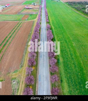 Berkenye, Hungary - Aerial view about beautiful blooming plum trees by the road. Spring sunrise  landscape, cherry blossom. Stock Photo