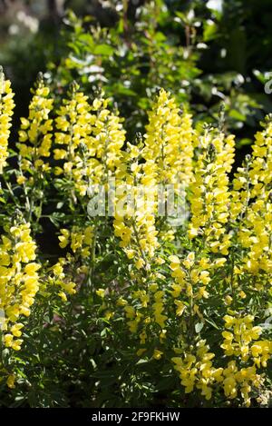 Thermopsis chinensis 'Sophia'. Stock Photo