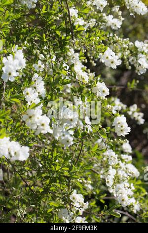 Exochorda x macrantha 'The Bride'. Stock Photo