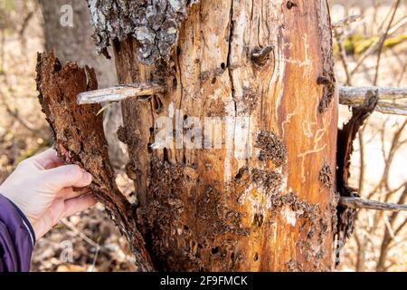 European spruce bark beetle (Ips typographus)damaged spruce tree(Picea abies) in spring forest. Person hand showing underneath the dead loose bark. Stock Photo