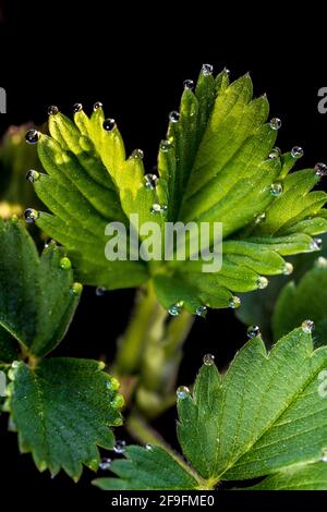 Leaves of young strawberry plants with water dewdrops in the early morning. Closeup. Vertical. Stock Photo