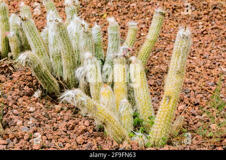 several cactus plants Oreocereus celsianus from the desert of Bolivia, Chille and Peru without flowers in autumn. Planted in the botanical garden on s Stock Photo