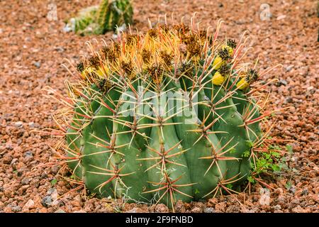 prickly green small cactus Ferocactus gracilis on stony ground with dried flowers in autumn. Country of origin Mexico on the Americas Stock Photo