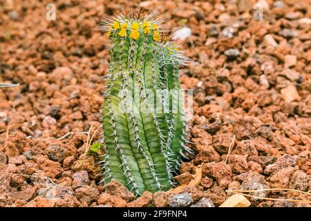 Cactus Euphorbia fruticosa Forssk Blue on stony ground in autumn with spines on the stem and yellow flowers. Country of origin Mexico on the American Stock Photo