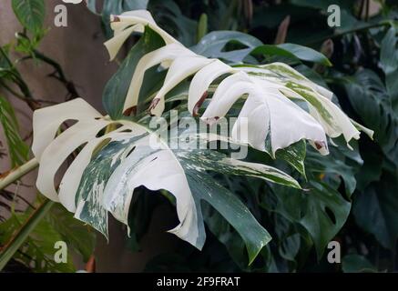 A fully grown variegated Monstera Albo Deliciosa tropical plant Stock Photo