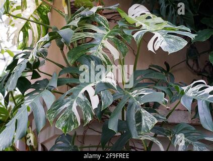 A fully grown variegated Monstera Albo Deliciosa tropical plant Stock Photo