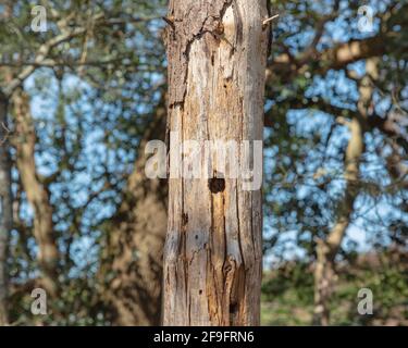 Nest hole in a tree trunk, UK. Stock Photo