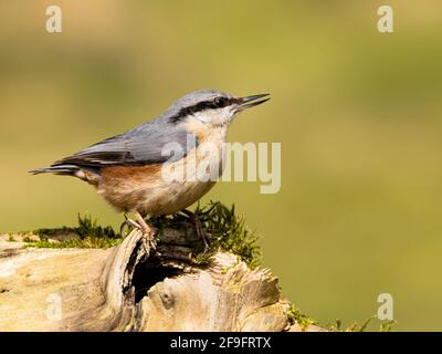 A european nuthatch foraging on a sunny spring day in mid Wales Stock Photo