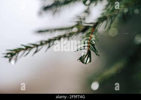 Close up detail photo of water drops hanging on a tree branch. Small rain drops or droplets on a spruce twig. Stock Photo