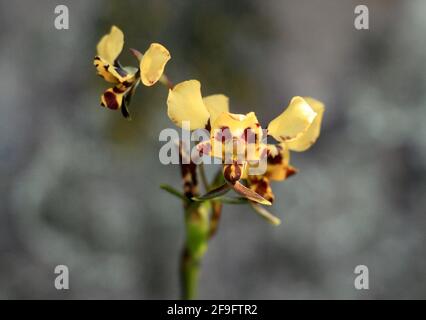 Leopard orchid Diuris pardina Australian wildflower Stock Photo