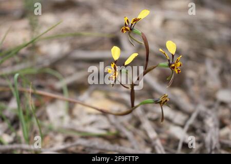 Leopard orchid Diuris pardina Australian wildflower Stock Photo