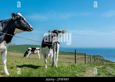 Kimmeridge, Dorset, UK. Sunday 18 April 2021. Cows look out over the sea by the South West Coast Footpath in Dorset. On the Jurassic Coast. Stock Photo