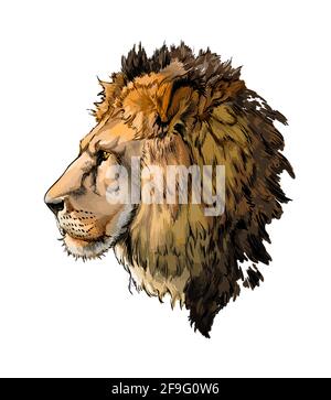 realistic drawings of lions roaring