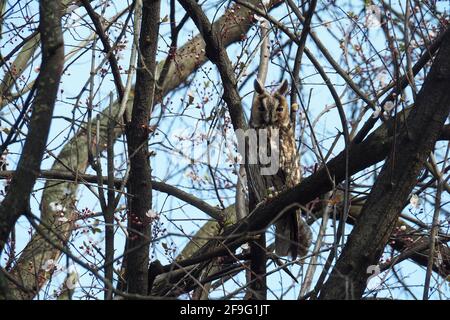 long-eared owl, Waldohreule, Hibou moyen-duc, Asio otus, erdei fülesbagoly, Hungary, Magyarország, Europe Stock Photo