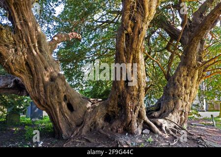 The Llangernyw Yew in the churchyard of St. Digain's Church in Llangernyw village, North Wales, is thought to be between 4000 and 5000 years old. Stock Photo