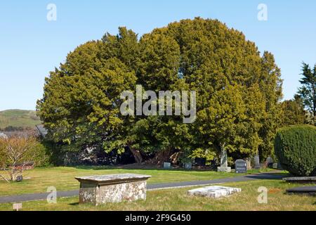 The Llangernyw Yew in the churchyard of St. Digain's Church in Llangernyw village, North Wales, is thought to be between 4000 and 5000 years old. Stock Photo