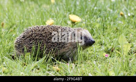 Hedgehog in the grass, only one individual Stock Photo