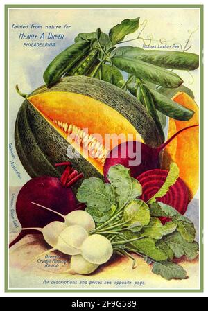 Vintage 1900's Henry Dreer Seed Packet art graphic illustration for grow your own vegetables 1904 'painted from nature for Henry Dreer Philadelphia USA Stock Photo