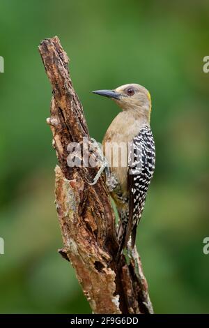 Hoffmanns Woodpecker - Melanerpes hoffmannii resident breeding bird from southern Honduras south to Costa Rica. It is a common species on the Pacific Stock Photo