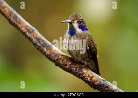 Brown Violet-ear - Colibri delphinae large hummingbird, bird breeds at middle elevations in the mountains in Central America, western and northern Sou