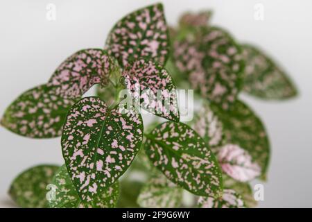 Polka dot, also know as hypoestes phyllostachya has green leafs with a little bit of pink. This lovely houseplant sits in a whit pot and a white back. Stock Photo