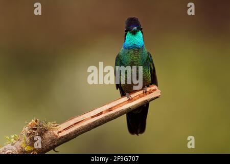 Talamanca (Admirable) Hummingbird - Eugenes spectabilis is large hummingbird living in Costa Rica and Panama.  Beautiful green and blue colour, sittin Stock Photo