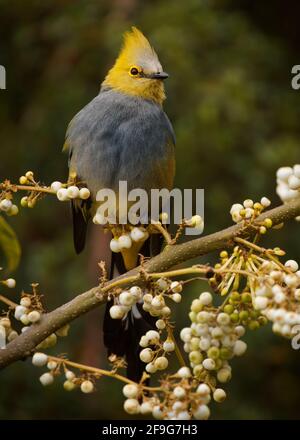 Long-tailed silky-flycatcher - Ptiliogonys caudatus passerine bird in the mountains of Costa Rica and Panama, thrush-sized species related to waxwing, Stock Photo