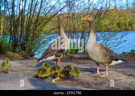 Family of Duck, ducklings by the lake. Brentwood, Essex Stock Photo