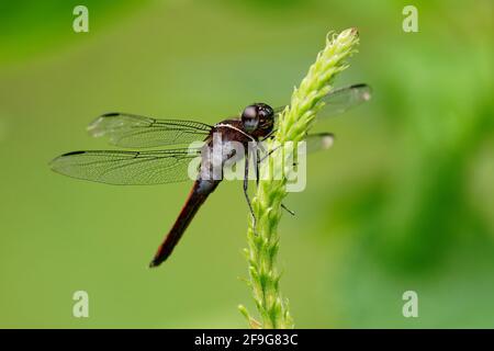 Hercules Skimmer - Libellula herculea dragonfly sitting on the plant with the green bacckground in Costa Rica, Central America. Stock Photo